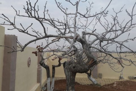 ** Nizip ÇİFTLİK bağ evi yeri manzarali