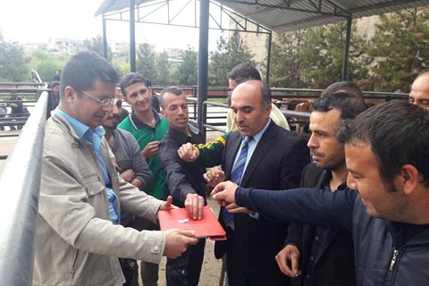 Genç çiftçilere düve desteği