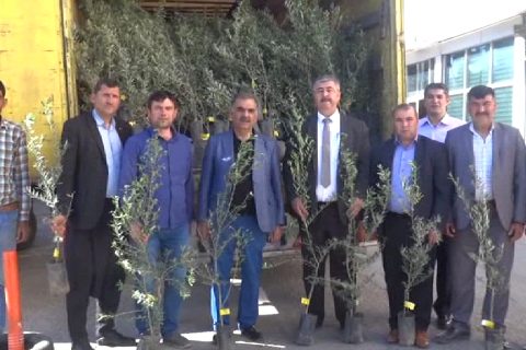 çiftçilere ücretsiz zeytin fidani