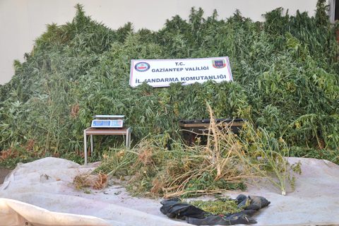 Araziye ekilen kenevire jandarma engeli