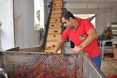 Salçalik biberler çekiliyor