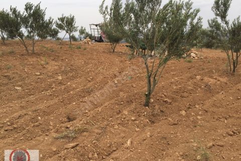 Sahibnden kocatepe 42.300-metre zeytinlik fiyat düştü firsattir