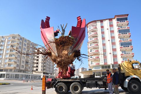 Ağaçlar zarar görmeden sökülüyor
