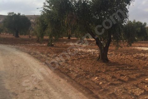 öksüz gayrimenkulden kizilcakentte mükemmel zeytin fistik