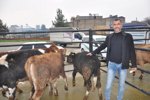 Genç çiftçilere büyükbaş hayvan desteği