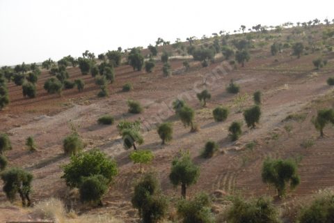 Gaziantep sekilide satilik ipekyola yakin yer 5750 m2 zeytin