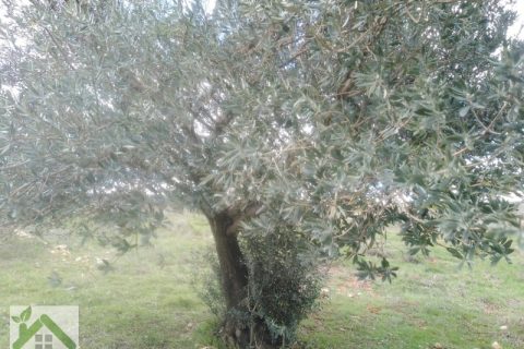 Nizip yeniyazi mah komple dikili satilik arazi