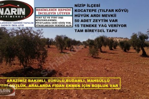 Nizip KOCATEPE TILFAR Köyünde 50 Adet Zeytin Ağaçlı Satılık Tam