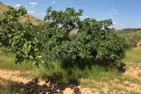 Nizip kocatepe de bedava degerinde 51 dönüm arasi acil satliktir