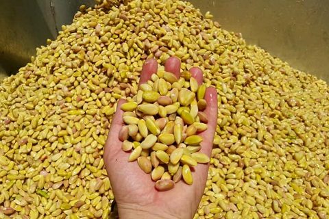 Nizip ilçesinde Fıstık sezonu açıldı