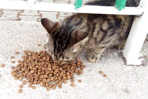 Sokak kedilerine kucak açtı