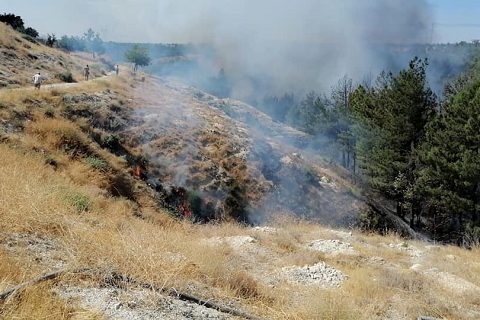 Nizipte ormanlık alanda yangın