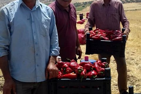 Nizipte salçalık biber satışları başladı