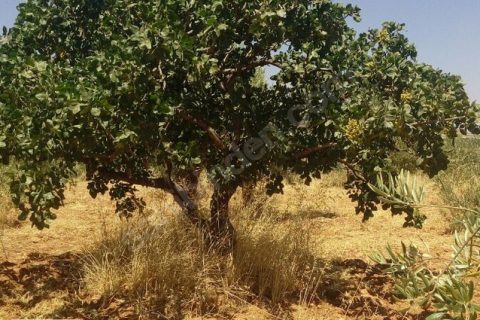 Uluyatir da kaliteli fistik zeytin bahçesi satilik