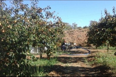Nizipte Hurma Bahçesi