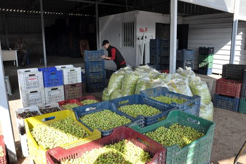 Nizipte hasat sonrası zeytin satışı