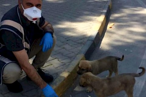 Polis memurundan sokak hayvanlarına yem ve su
