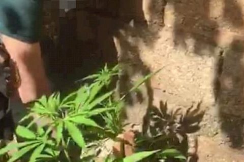 Evinde hint keneviri yetiştiren şahis yakalandi