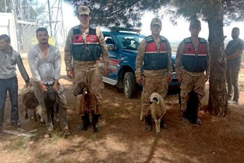 Nizip Jandarma Kayıp Koyunları Buldu