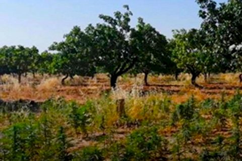 Karkamış’ta Hint Keneviri Operasyonu 