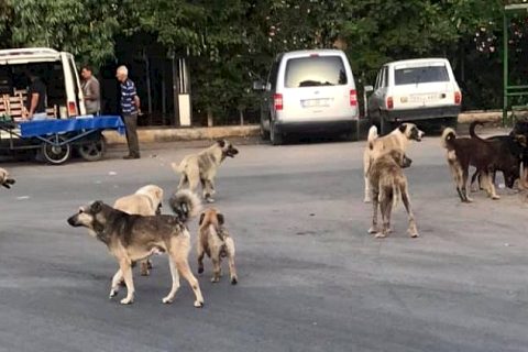 Başıboş Köpekler Tehlike Saçıyor