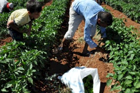 Nizip‘te biber hasadı başladı