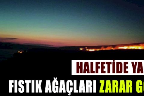 Halfeti ilçesinde ot yangını fıstık ağaçlarına zarar verdi*