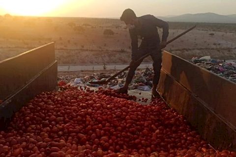 Çürümüş domatesleri salça yapıp satacaklardı