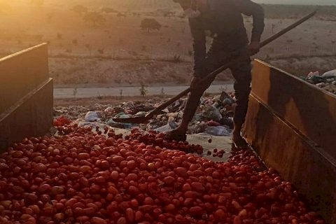 Çürümüş domatesleri salça yapıp satacaklardı