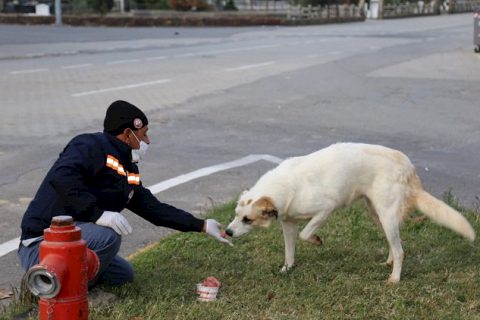 Belediye ekipleri sokak hayvanlarını unutmadı