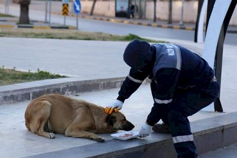 Nizip Belediyesi Sokak hayvanlarını unutmuyor