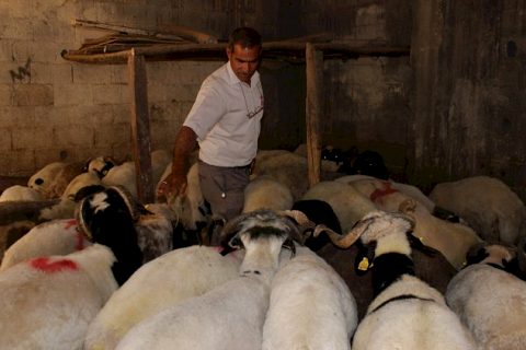Nizip'te kurbanlık satışları başladı