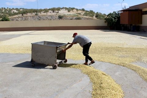 Nizip’te Boz fıstık sezonu başladı