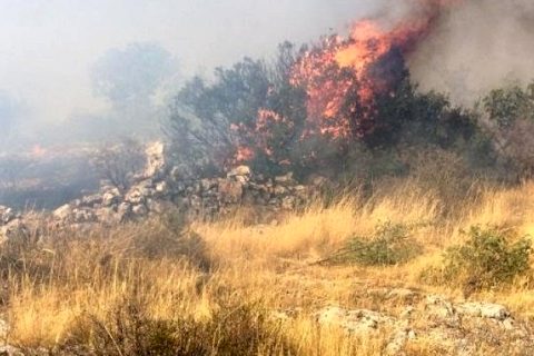 Ormanlık alanda başlayan yangın fıstık tarlasına sıçradı
