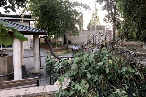 Pavlonya ağacı cami avlusunda şadırvanın üzerine devrildi