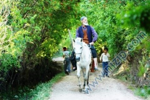 Ç. Habeş Ammi __9763__Foto