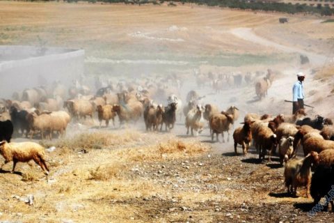 nahır __9762__Foto