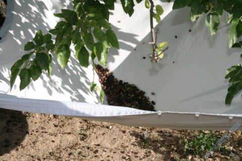 Dut silkelemek akçakent bahçe __9412__Foto
