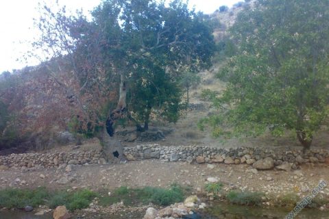 küçük alahacı çınar agacı 