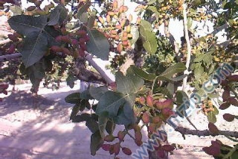 aşagı cardak 