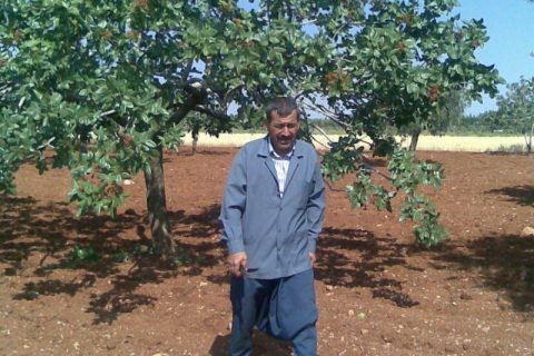 habeş şeker 