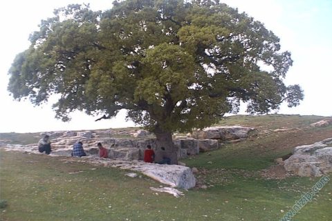 palıd 