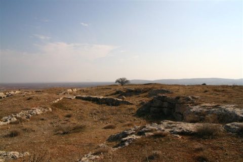 Yağmur Ağaç 