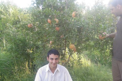 NAR AĞACI 