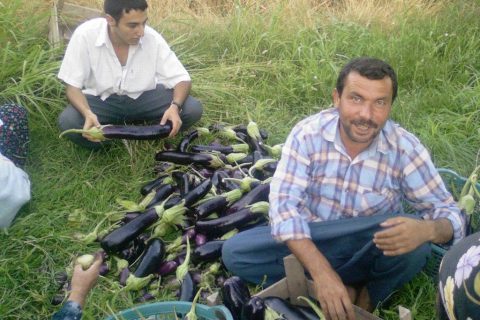 BALCAN TOPLAMA 