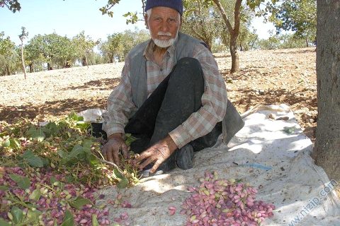 fıstık 