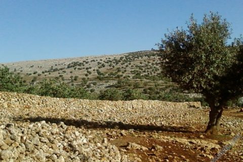 conur ormanı 