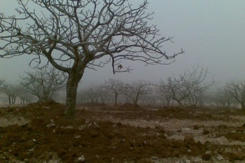 fıstık  tarlası 