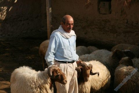 Hancağız 
