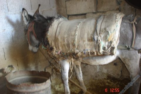 kıratlı köyünün emektar  eşegi 